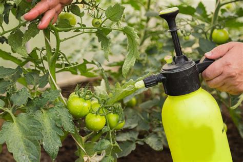 Mastering Foliar Feeding: The Essential Dos and Don'ts for .